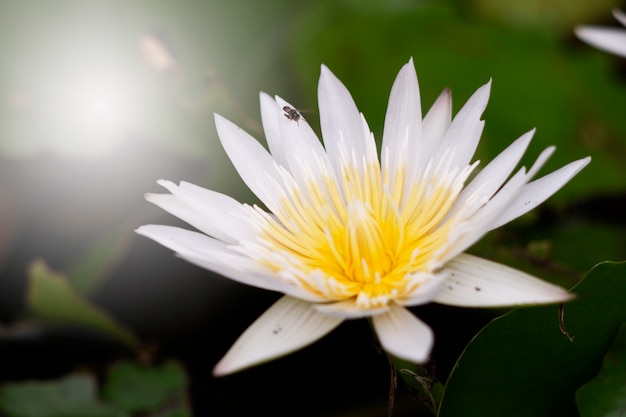 Loto bianco con polline giallo