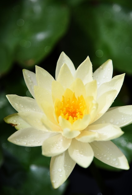 Loto bianco e foglia verde Nel giardino