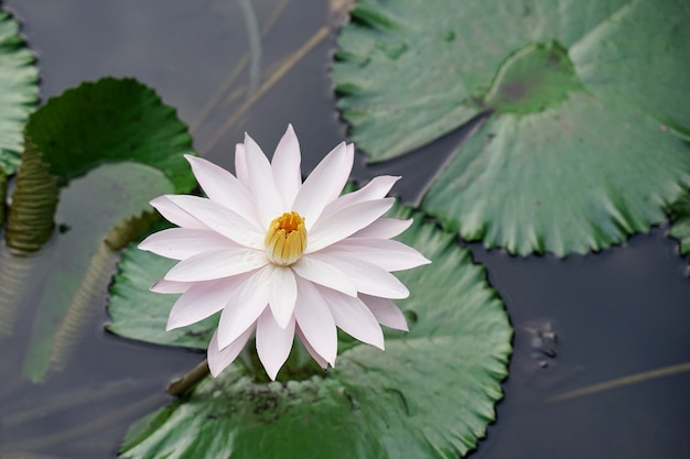 Loto bianco fresco con pistillo giallo su piscina naturale con foglie verdi