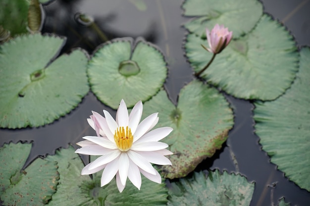 loto bianco fresco con pistillo giallo su piscina naturale con foglie verdi