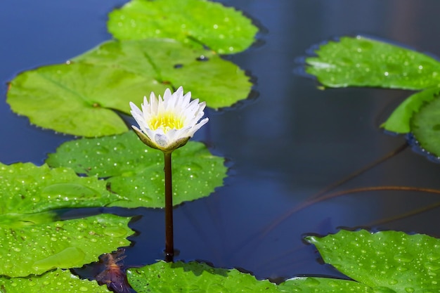 Loto bianco in fiore nello stagno e foglia di loto verde con gocce d'acqua