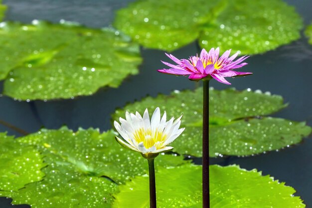 Loto bianco in fiore nello stagno e foglia di loto verde con gocce d'acqua