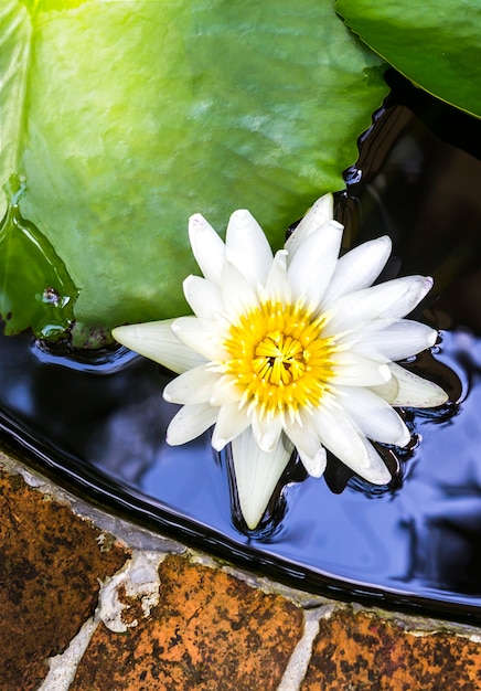 Loto bianco in stagno