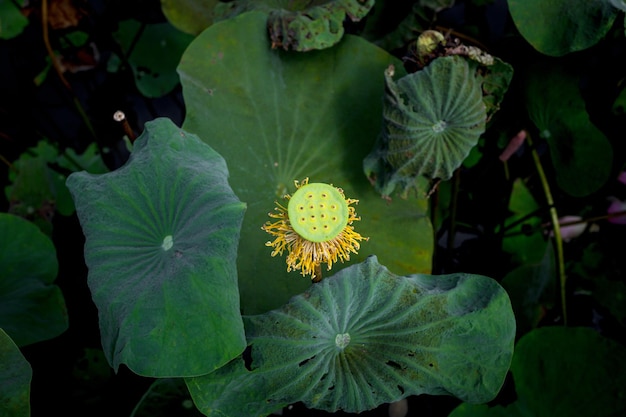 Loto di polline e toro con molte foglie giganti nello stagno. Il fiore di loto i cui petali sono caduti.