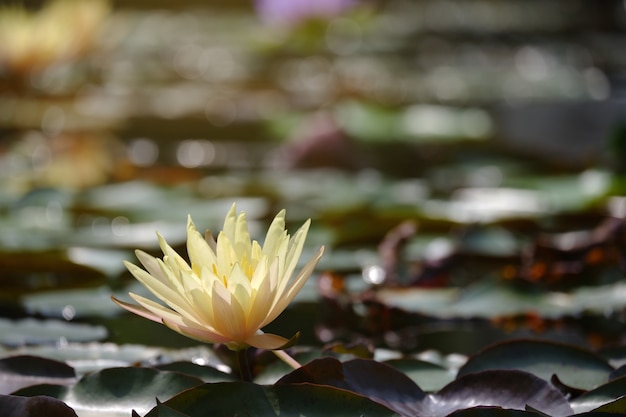 Loto dorato alla luce del sole.