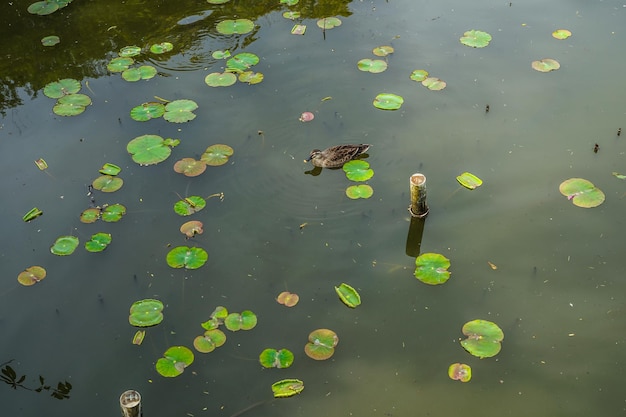 Loto e anatra del santuario di Tsuruoka Hachimangu