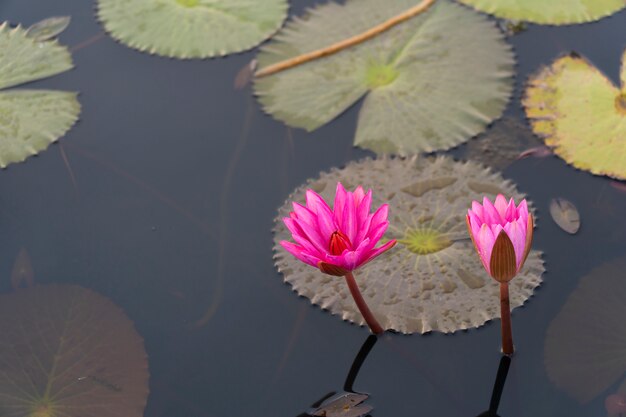 Loto gemellato nel lago d'acqua dolce.