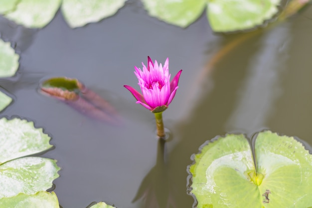 loto rosa in fiore