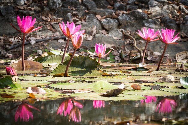 Loto rosa in stagno