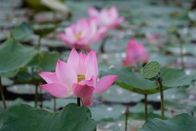 Loto rosa nel lago