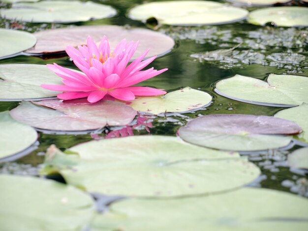 loto rosa nel lago