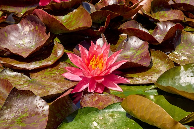 Loto rosa nell'orto botanico