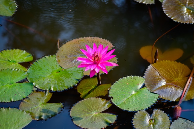 Loto rosa nello stagno del giardino