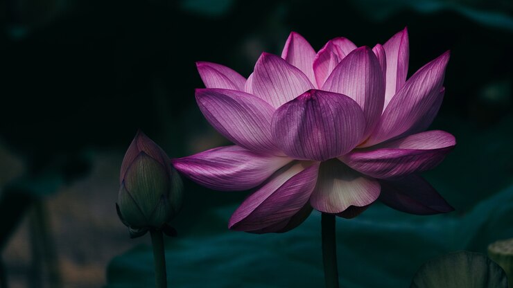 Loto rosa sullo stagno