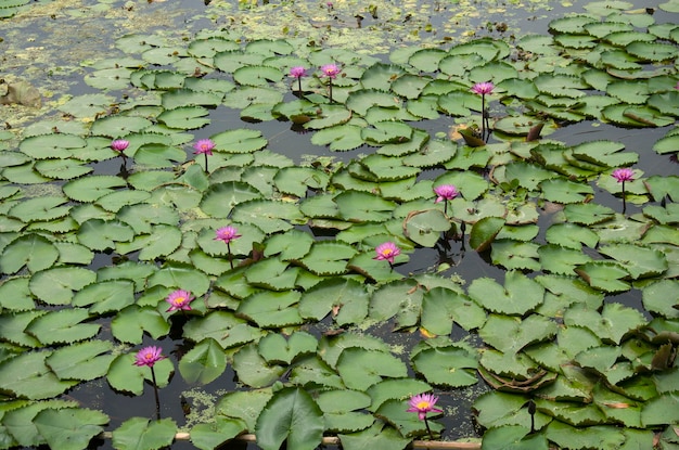 Loto rosso o ninfea in stagno al giardino del mercato galleggiante di loto rosso a Nakhon Pathom Thailandia