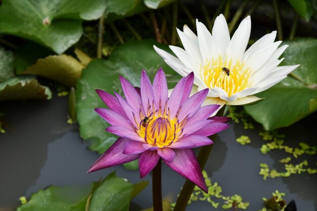 loto viola e bianco in acqua e ape