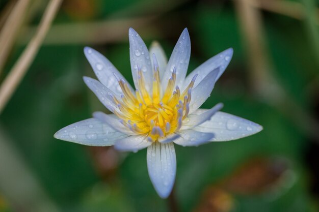 Loto viola in piscina