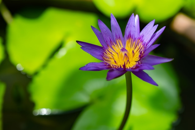 Loto viola nel giardino di casa