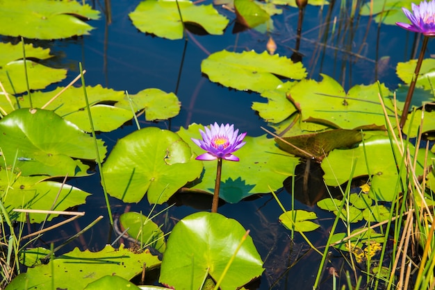 Loto viola nello stagno di loto