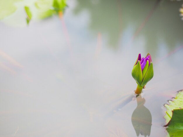 Loto viola o fiore waterlily