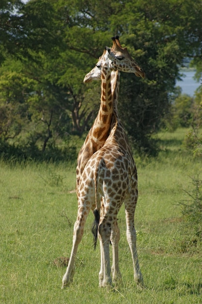 Lottando contro le giraffe in Uganda