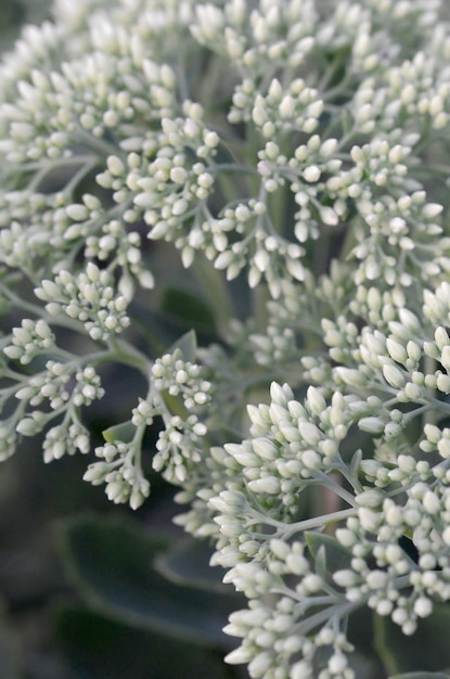 Lotto di fiori bianchi Hylotelephium telephium in fiore con foglie e steli verdi