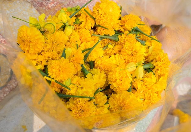 Lotto di fiori di calendula