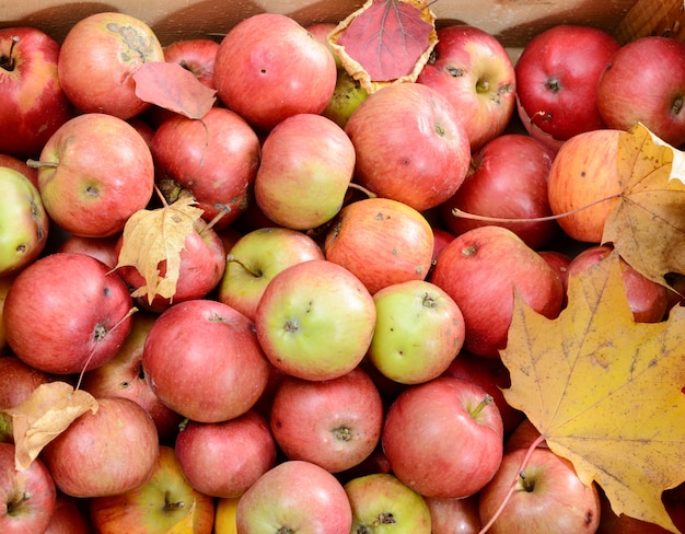 Lotto di mele rosse fresche con foglie di autunno