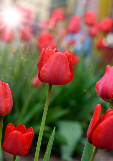 Lotto di tulipani in fiore rosso in una giornata bianca