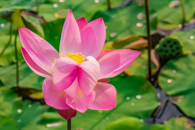 Lotus è in fiore e la luce del mattino