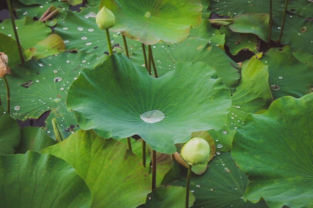 Lotus in laguna