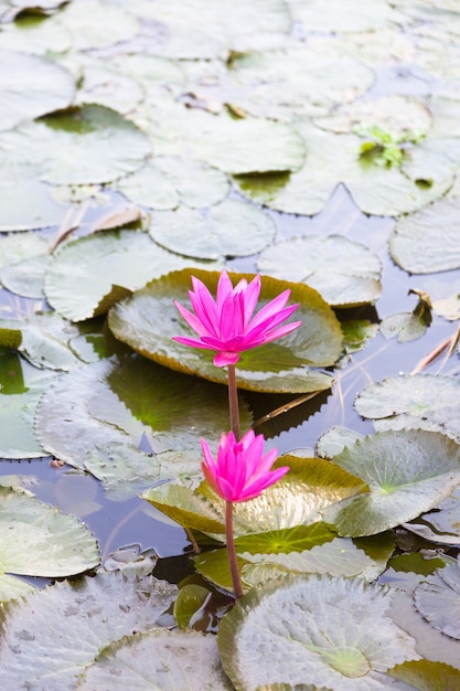 Lotus in uno stagno