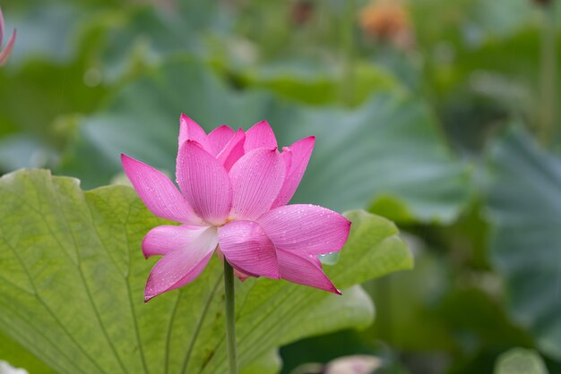 Lotus nei giorni di pioggia con gocce di pioggia