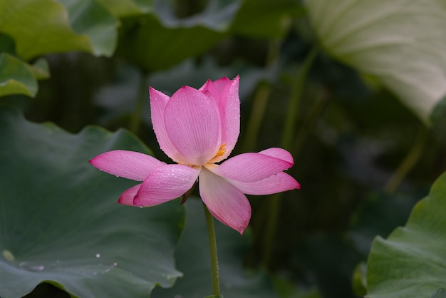 Lotus nei giorni di pioggia con gocce di pioggia