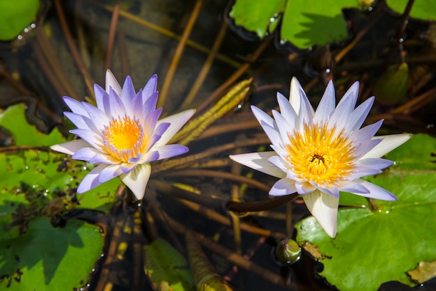 Lotus nel bacino