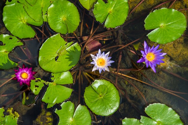 Lotus nel bacino