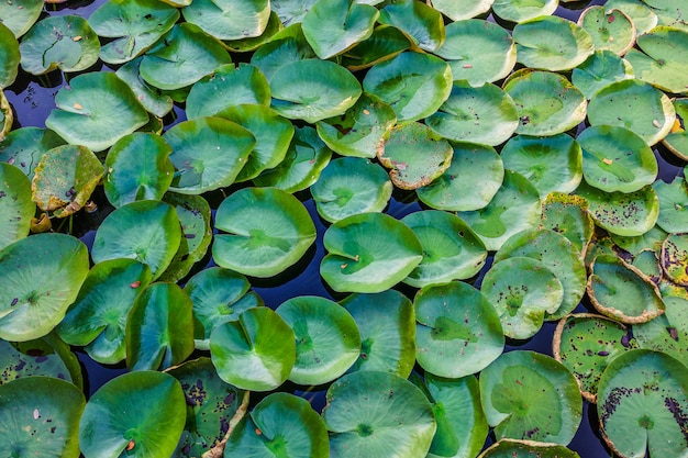 Lotus Park a Sakon Nakhon, Tailandia