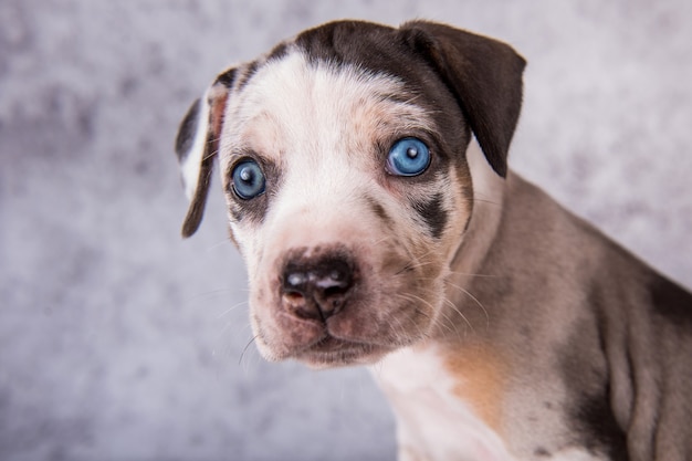 Louisiana Catahoula Leopard Dog cucciolo primo piano ritratto