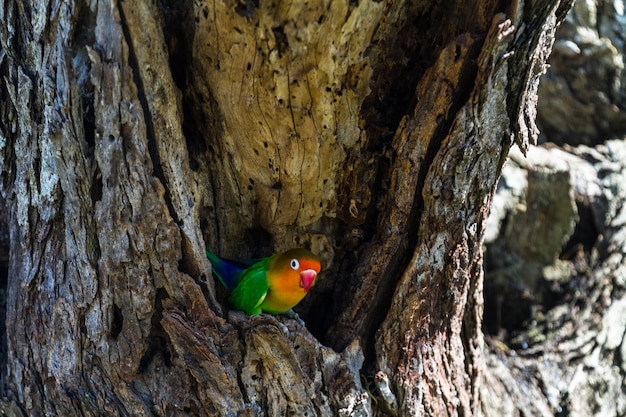 Lovebird vicino al nido. Serengeti, Tanzania.