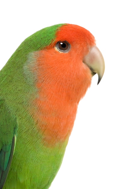 Lovebirdin con la pesca - Agapornis roseicollis o Lilian's Lovebird - Agapornis lilianae