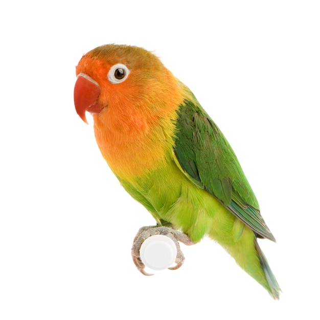 Lovebirdin dalla faccia pesca - Agapornis roseicollis o Lovebird di Lilian - Agapornis lilianae fronte su un bianco isolato