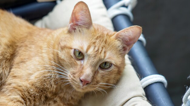 Lovely red cat, soft focus