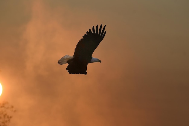 Low angle view of bird flying against orange sky
