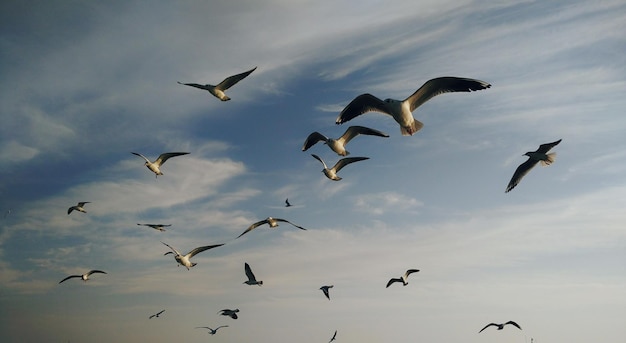 Low angle view of seagulls flying against sky