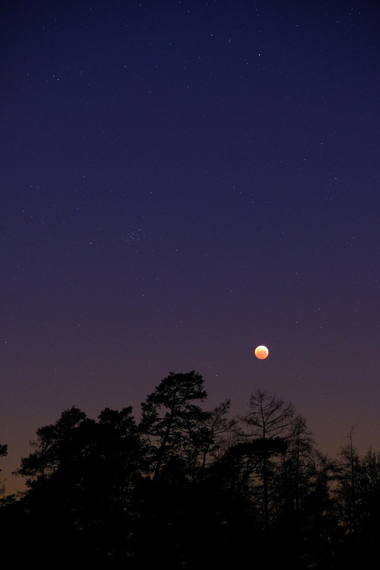 Photo low angle view of silhouette trees against clear sky at night