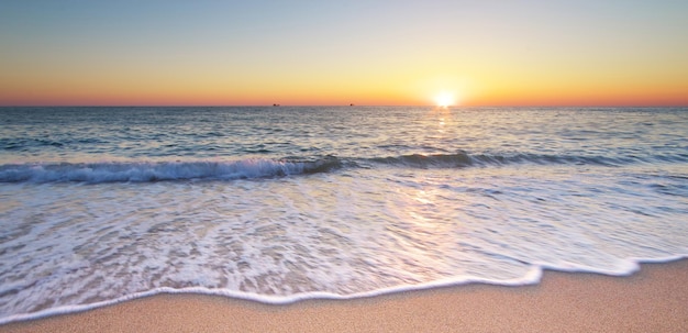 Lowe sulla sabbia del mare. Composizione della natura.