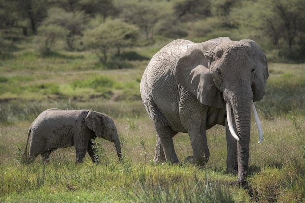 Loxodonta dell'elefante africano