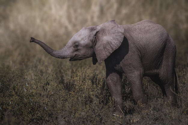 Loxodonta dell'elefante africano