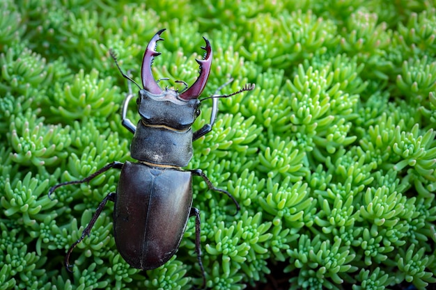 Lucanus cervus, il cervo volante europeo, nel suo ambiente naturale. Avvicinamento...