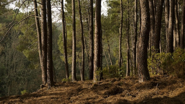 Luce all'alba nella foresta di pini Fotografia panoramica nel parco naturale della Sierra de Gredos ad Avila in Spagna